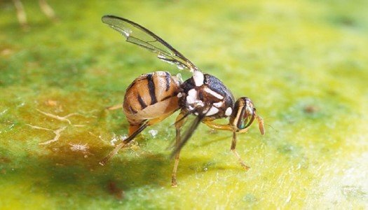 Ruồi vàng sợ mùi gì nhất? Những cách diệt ruồi vàng hiệu quả